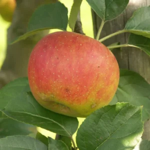 Pommier Benedictin
