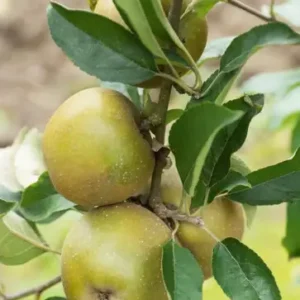 Pommier Court Pendu Gris