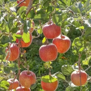 Pommier Fuji