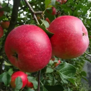 Pommier Melrose
