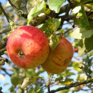 Pommier Reine des Reinettes