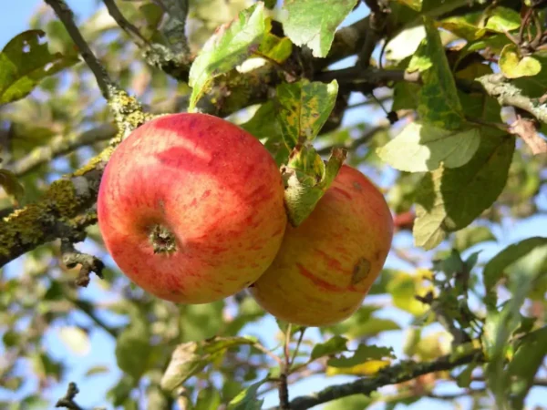 Pommier Reine des Reinettes