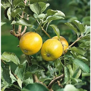 Pommier Reinette Ananas