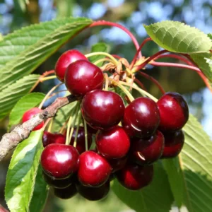 Cerisier Burlat