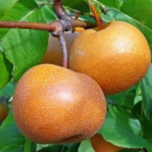 Nashi Chojuro