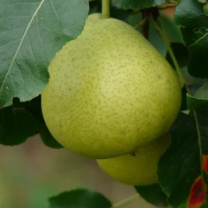 Poirier Citron des Carmes