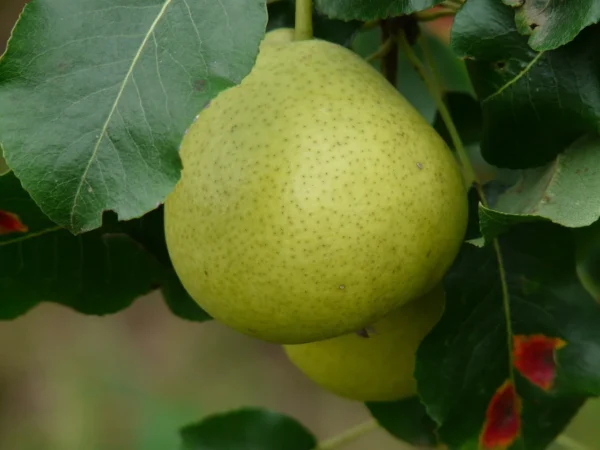 Poirier Citron des Carmes