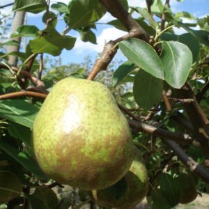 Poirier Duchesse d’Angoulême