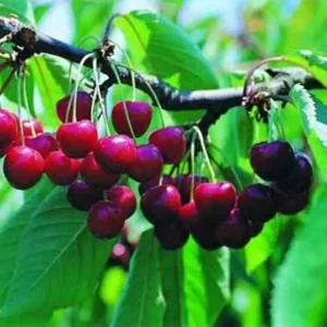 Cerisier Hardy Giant