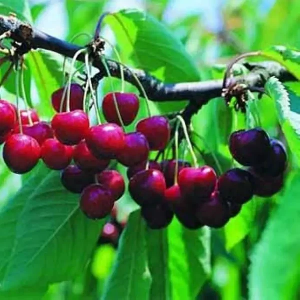 Cerisier Hardy Giant