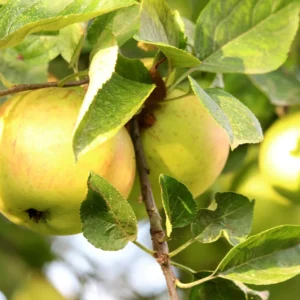 Pommier Locard Jaune