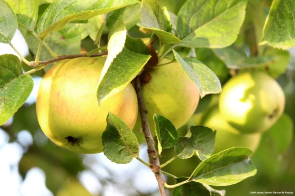 Pommier Locard Jaune