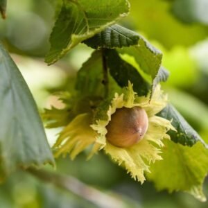 Noisetier Merveille de Bollwiller