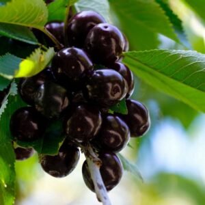 Cerisier Noire de Meched