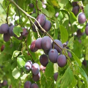 Prunier Prune d'Ente