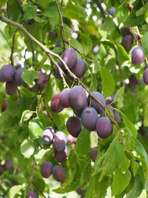 Prunier Prune d'Ente