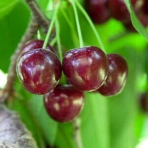 Cerisier Tardif de Vignola