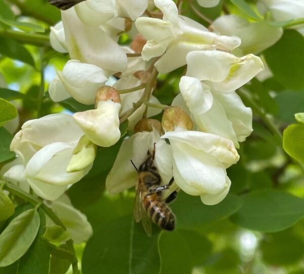 Robinier Faux-Acacia – Image 3