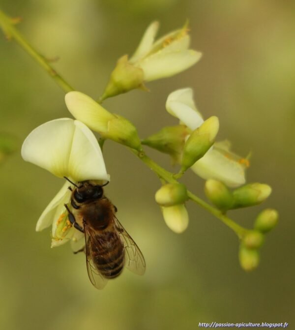 Sophora du Japon – Image 3
