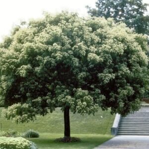 Arbre à miel (Tetradium daniellii)