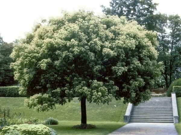 Arbre à miel (Tetradium daniellii)