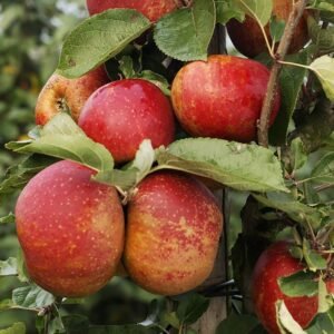 Pommier Belle de Boskoop rouge