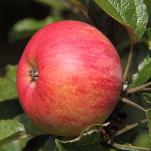 Pommier Belle Fille des Salins