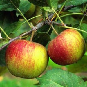 Pommier Belle Josephine