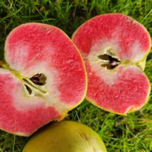 Pommier Blush Rosette