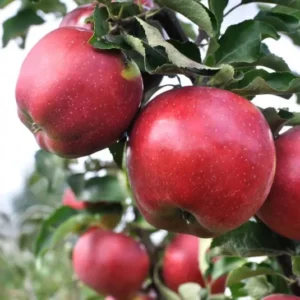 Pommier Calville rouge
