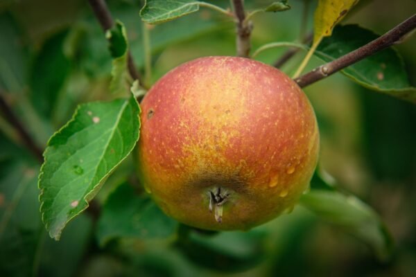 Pommier Cox Orange