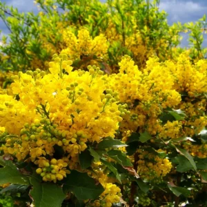 Mahonia