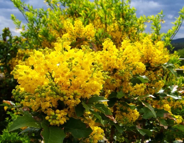 Mahonia