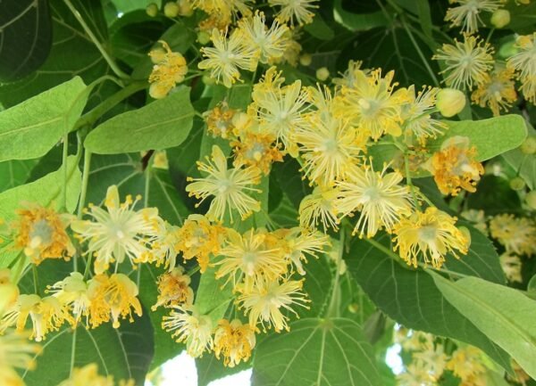 Tilleul à petites feuilles (Tilia cordata) – Image 3