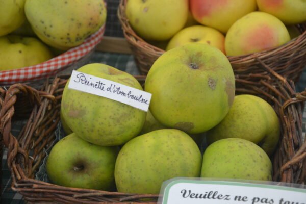 Pommier Reinette d’Amboulne