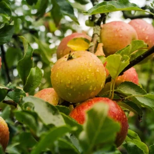 Pommier Reinette d’Anjou