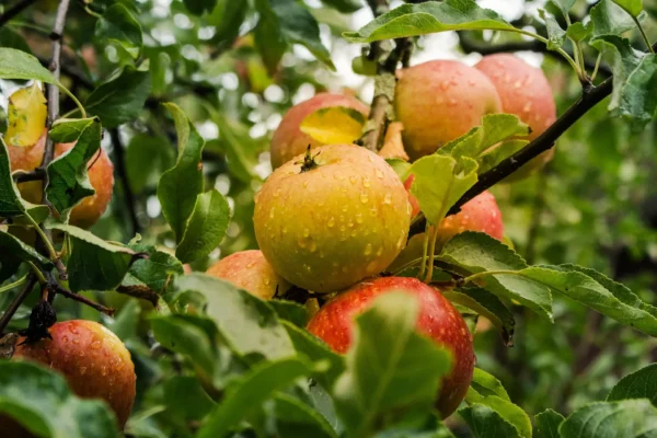 Pommier Reinette d’Anjou