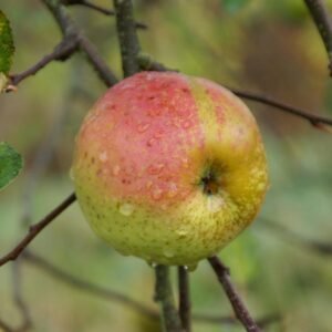 Pommier Reinette d’Armorique (Reinette de Bretagne)