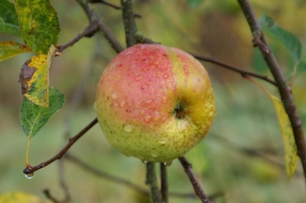 Pommier Reinette d’Armorique (Reinette de Bretagne)