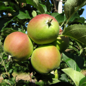 Pommier Reinette Dubuisson