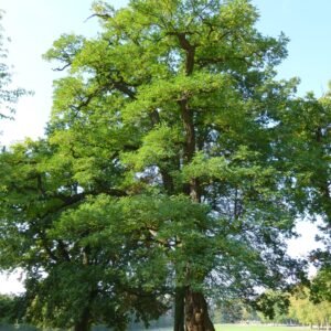 Robinier Faux-Acacia
