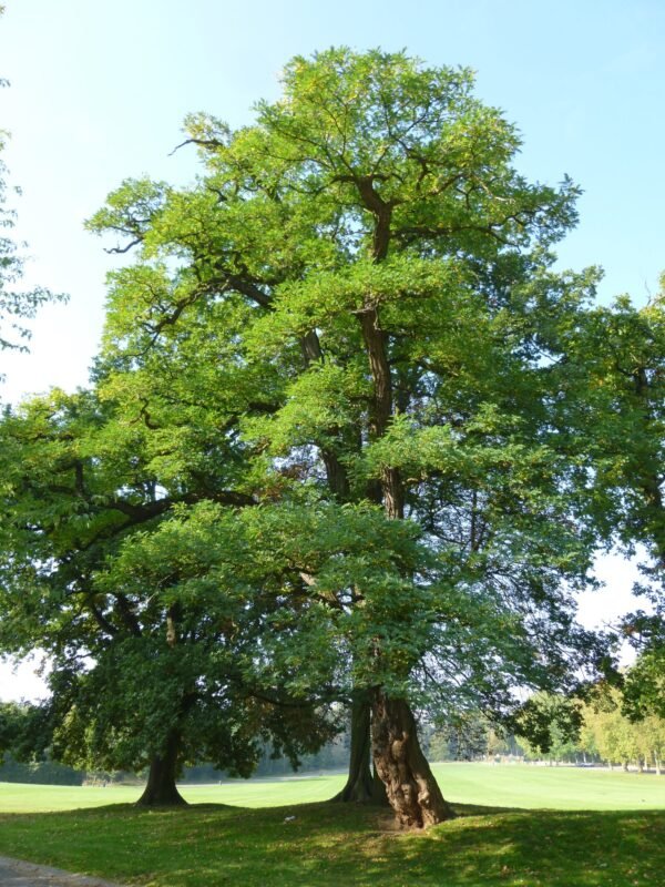 Robinier Faux-Acacia