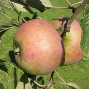 Pommier Teint Frais