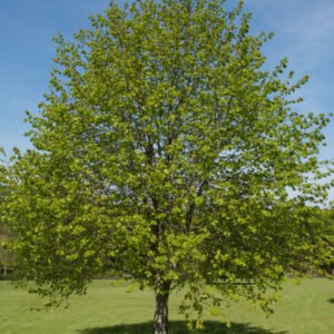 Tilleul à petites feuilles (Tilia cordata)