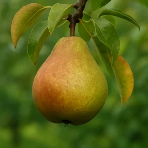 Poirier Beurré d’Amanlis