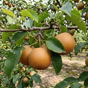 Nashi Chojuro