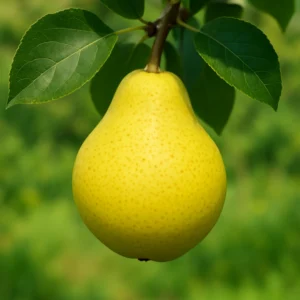 Poirier Citron des Carmes