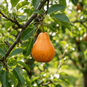 Poirier Orange Mandarine