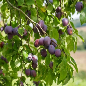 prune-dente-pruniers-arbres-fruitiers-la-pepiniere-du-valauga-morbihan Prunier Prune d'Ente