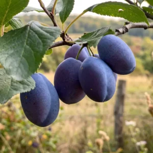 quetsche-alsace-pruniers-arbres-fruitiers-la-pepiniere-du-valauga-morbihan Prunier Quetsche d’Alsace